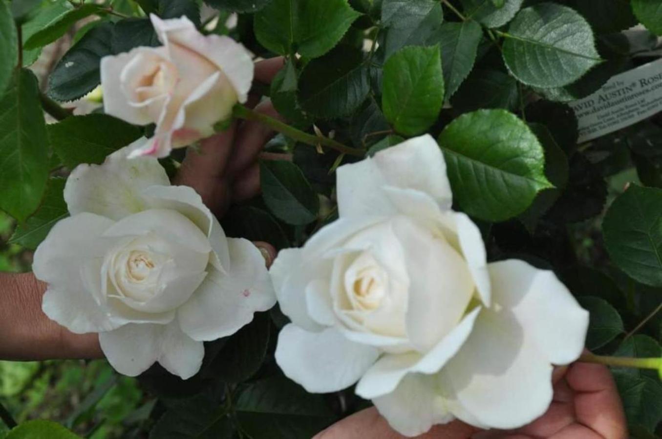 Acquachiara Iseo Deluxe Bed & Breakfast Iseo Center With Garden And Parking Inside Foresteria 외부 사진